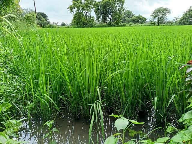 Farm water, farmers' hearts filled with happiness