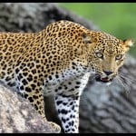 cheetah