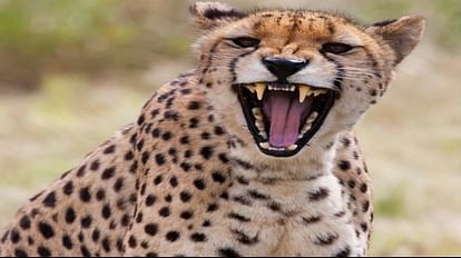 Kuno National Park: South Africa defends Project Cheetah, says nothing unusual in the death of cheetahs