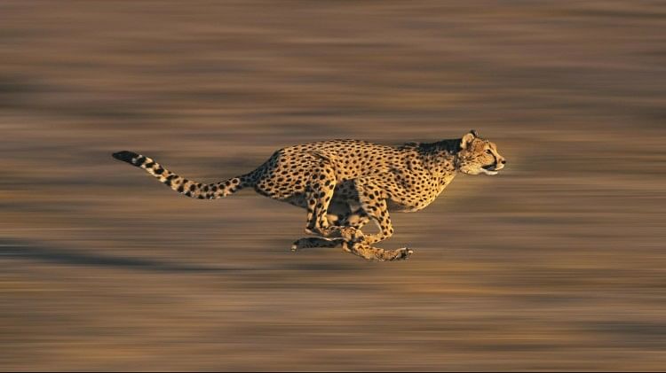 Cheetah, Lion And Leopard Difference:शेर, चीता, बाघ और तेंदुए में क्या है  अंतर, कौन होता है ज्यादा शक्तिशाली - Difference Between Lion Cheetah Tiger  And Leopard Understand In This Points Kuno National