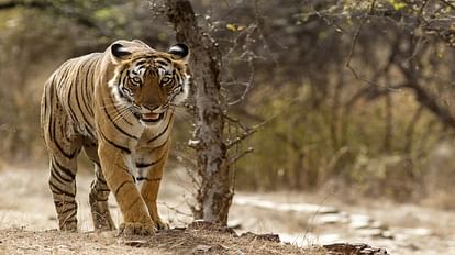 Tiger found dead in the forest of Beauhari, fear of hunting, teeth-nails-claws missing from the dead body