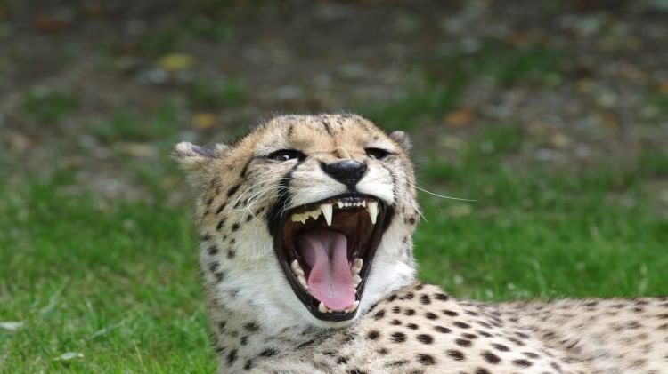 Cheetah Voice:चीते न शेर की तरह दहाड़ते हैं, न ही बाघ की तरह गुर्राते
