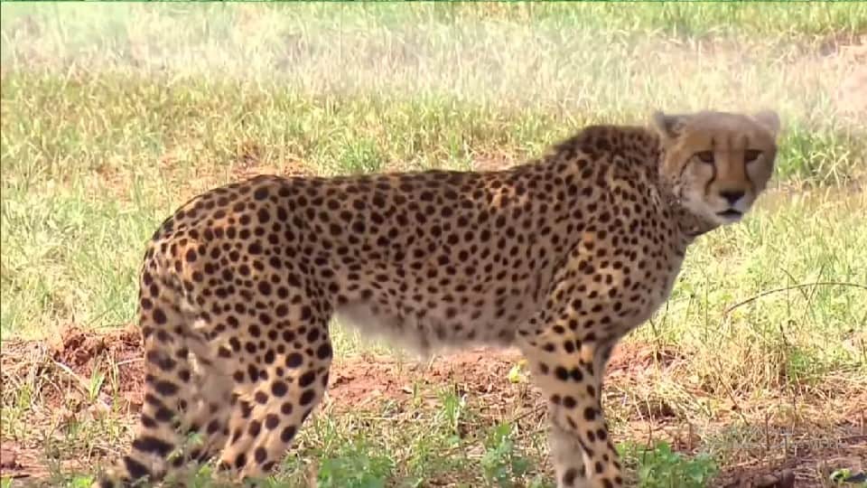 MP Project Cheetah: PM Modi releases Namibian cheetahs, see photos