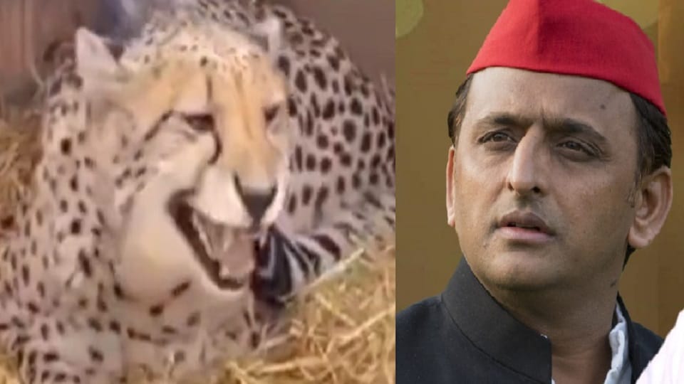 SP President Akhilesh Yadav took a jibe at BJP over leopard that came from Namibia