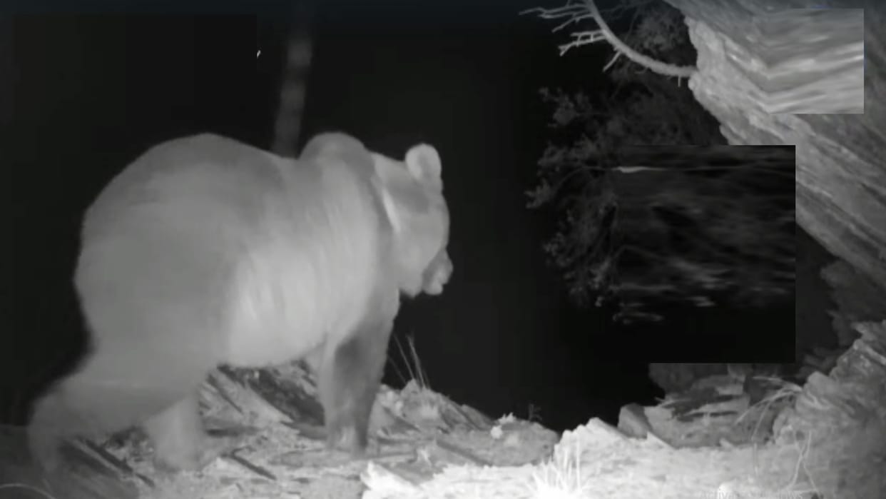 wildlife, bears caught on camera near residential areas