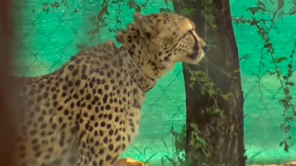 MP Project Cheetah: PM Modi releases Namibian cheetahs, see photos