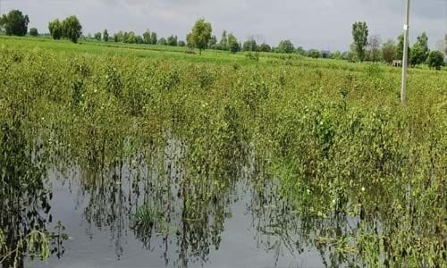 Special girdawari report of crops has not reached the government even after one and a half months