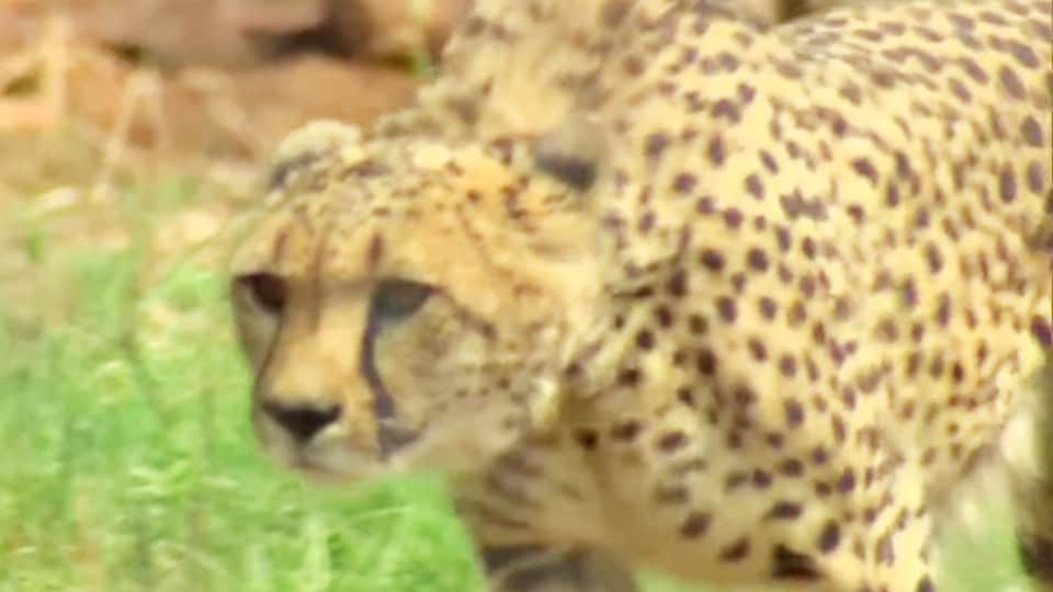MP Project Cheetah: PM Modi releases Namibian cheetahs, see photos