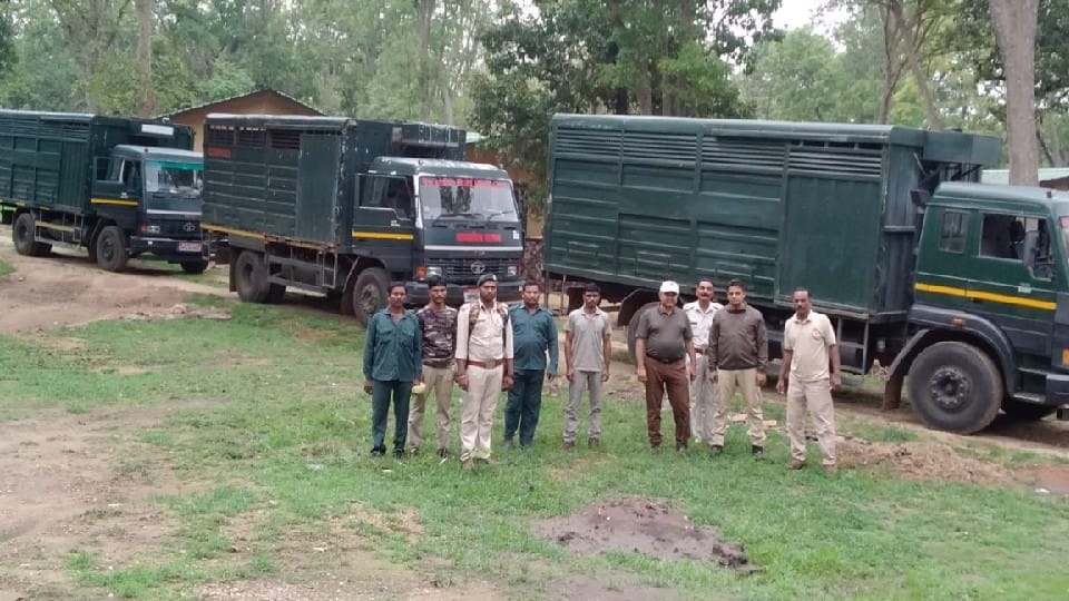 Cheetah Project: For hunting cheetahs, 57 cheetals shifted to Kuno Park