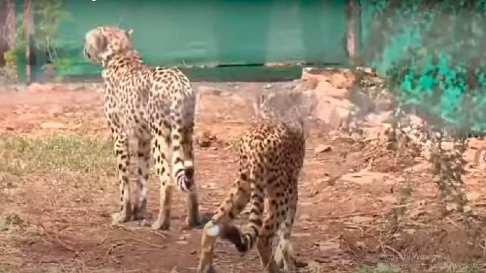 MP Project Cheetah: PM Modi releases Namibian cheetahs, see photos