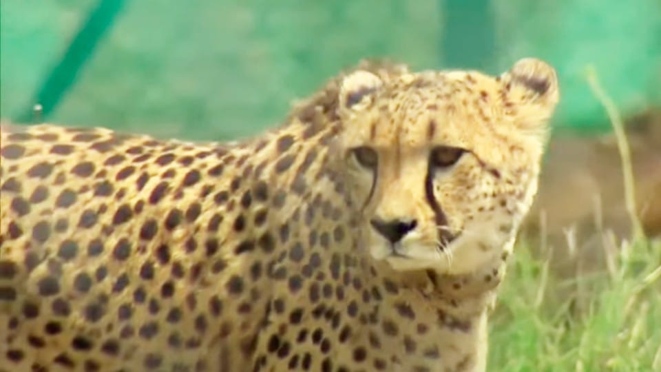 Madhya Pradesh Cheetah Project Live Updates PM Modi to release Cheetahs in Kuno National Park Know Schedule