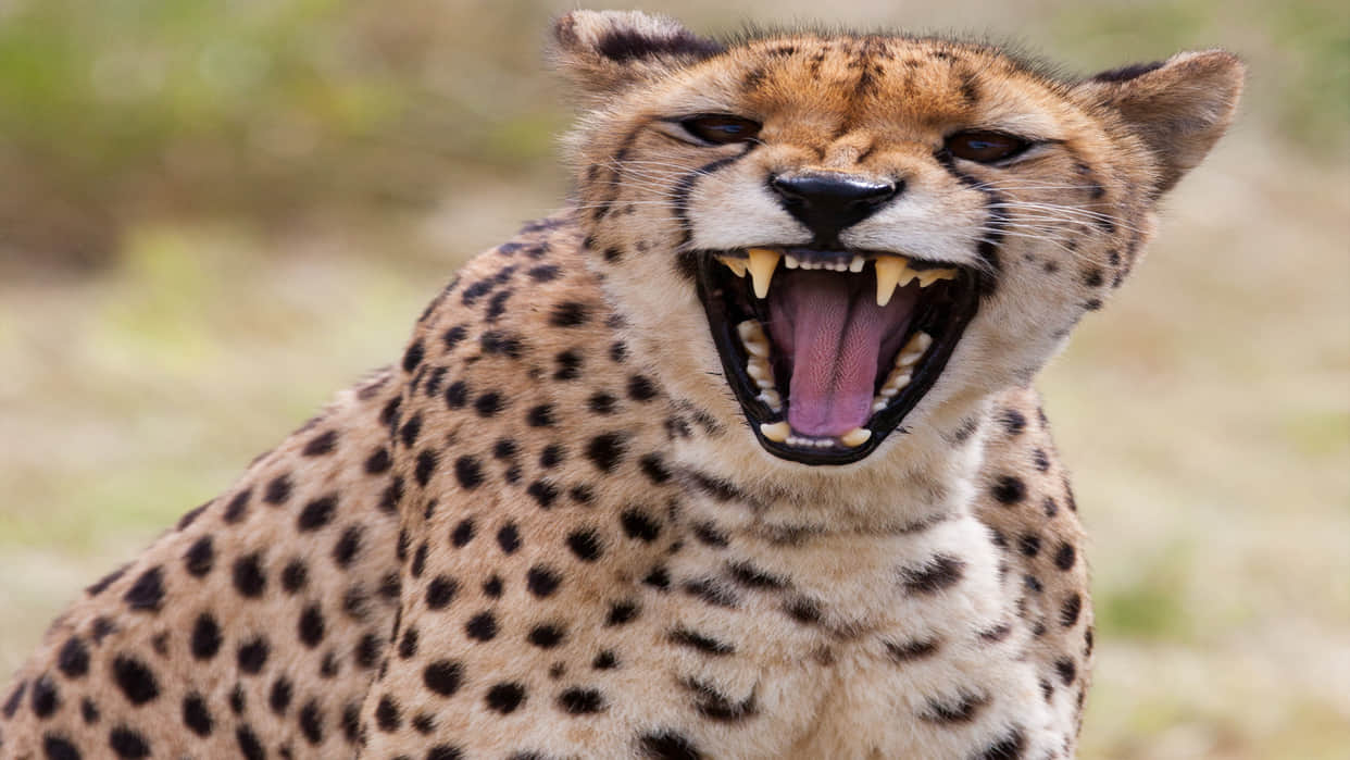 how does cheetah voice sound kuno national park
