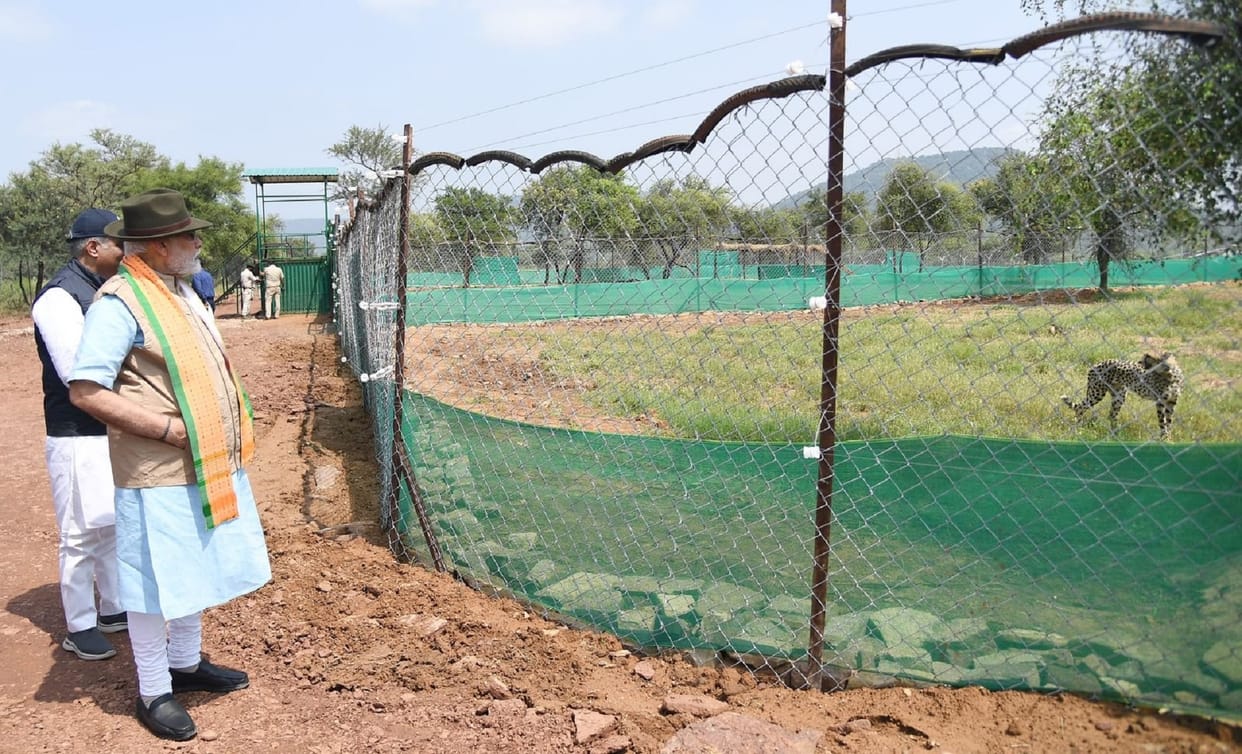 Cheetah Is Back: if cheetah follow ranthambore national park corridor, their life will be in danger