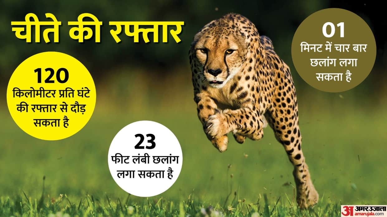 Speed of Cheetah is 120, jump of 23 feet, know all the specialties of Cheetah