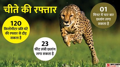 Do you know characteristics of Cheetah Speed of 120 KMPH jump of 23 feet and takes prey in minutes