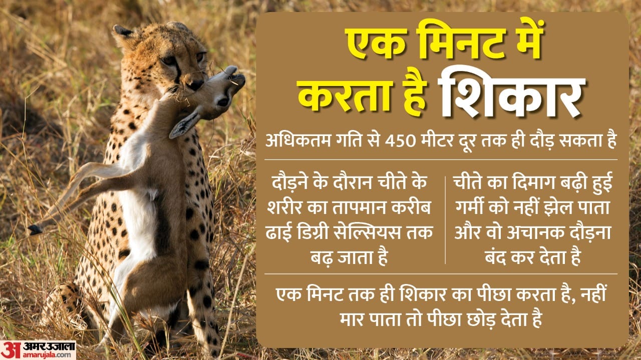 Project Cheetah: Asha cheetah is likely to give birth to cubs