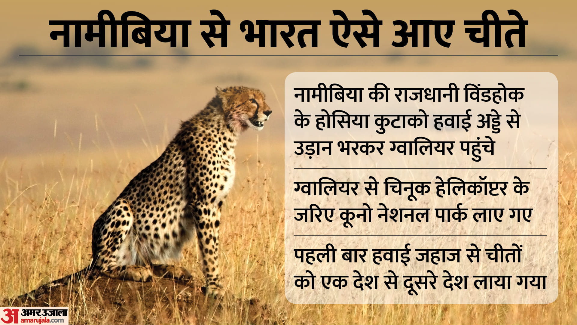 Project Cheetah: Asha cheetah is likely to give birth to cubs