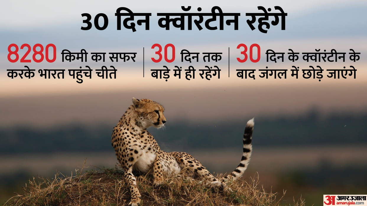 Kuno National Park: Cheetahs will not be able to hunt for a month
