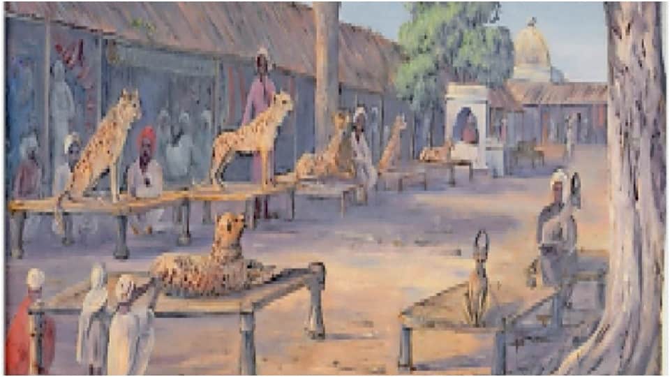 Cheetah History cheetahs Came To Jaipur From England In 1921 Raja Madho Singh