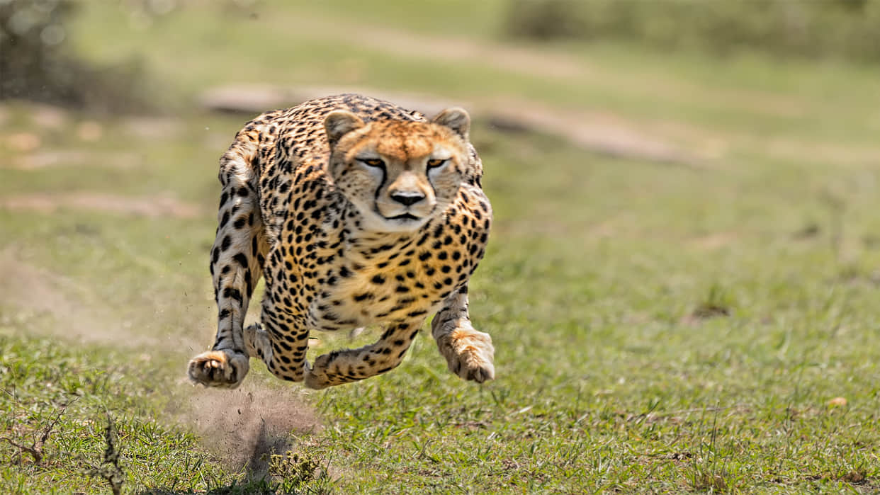 difference between lion cheetah tiger and leopard understand in this points kuno national park