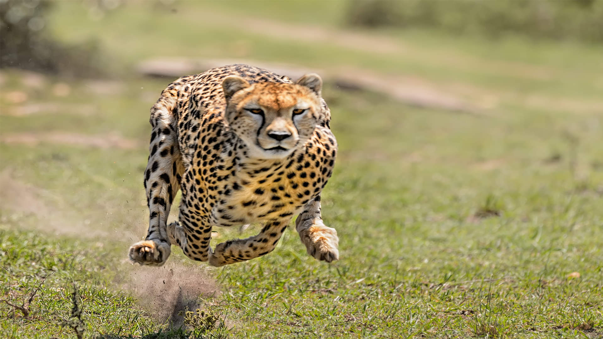 Cheetah Return To India Know About Satellite Caller Id Which Is Installed Around The Neck