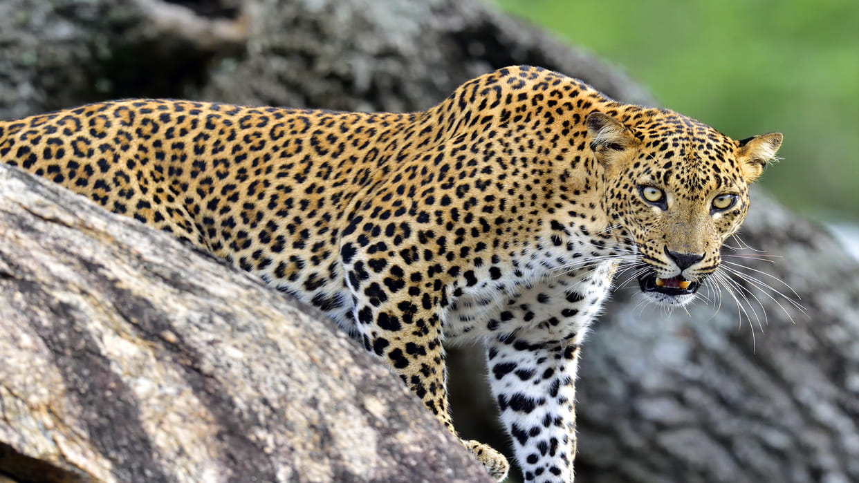 Leopard Injures 5 In Ganderbal Central Kashmir Later Captured Alive