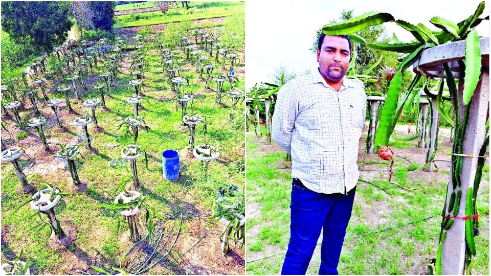 software engineer doing dragon fruit farming in Agra