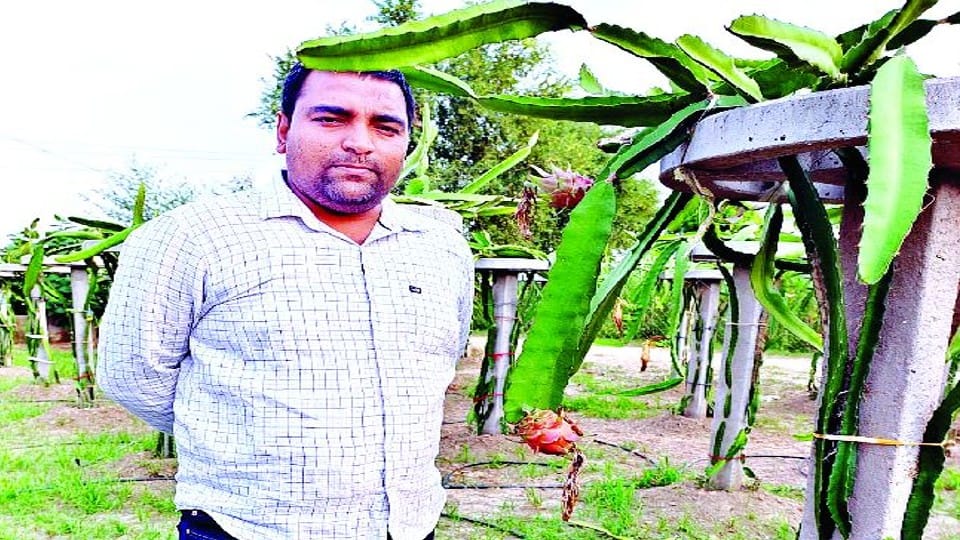 software engineer doing dragon fruit farming in Agra