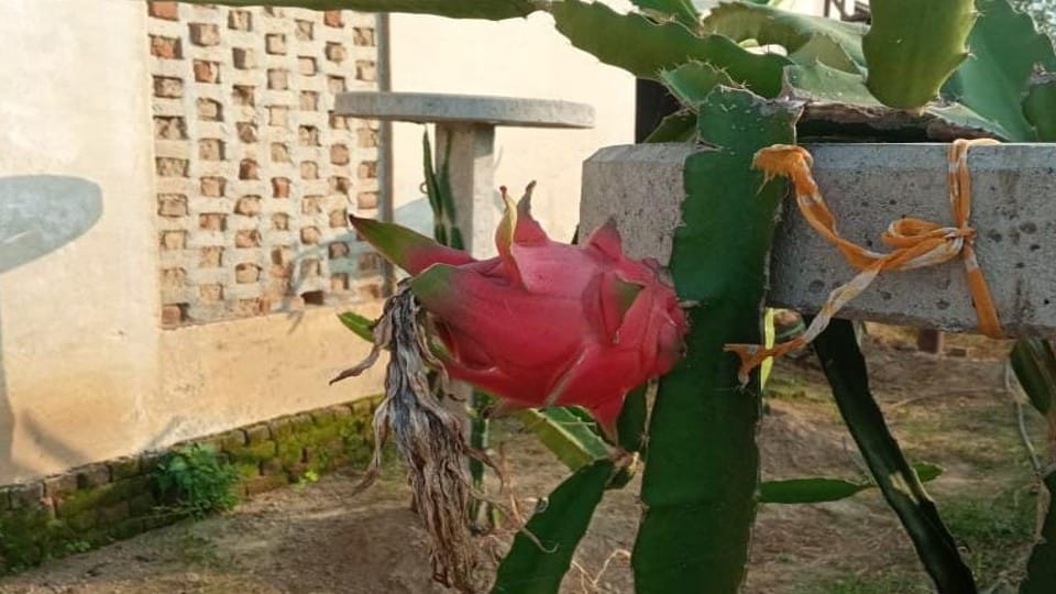 software engineer doing dragon fruit farming in Agra