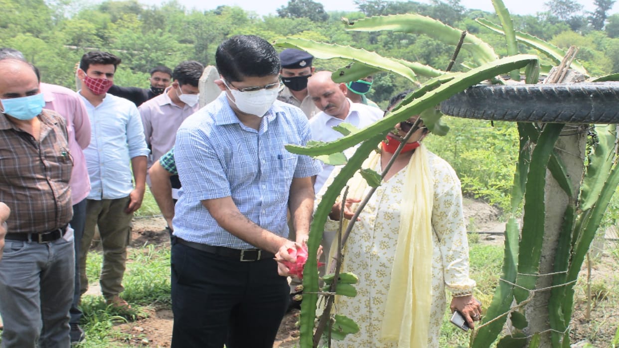 Himachal's first dragon fruit processing plant to be set up in Una