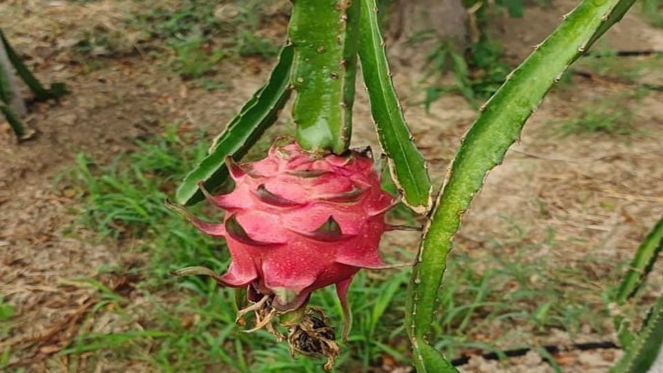 software engineer doing dragon fruit farming in Agra