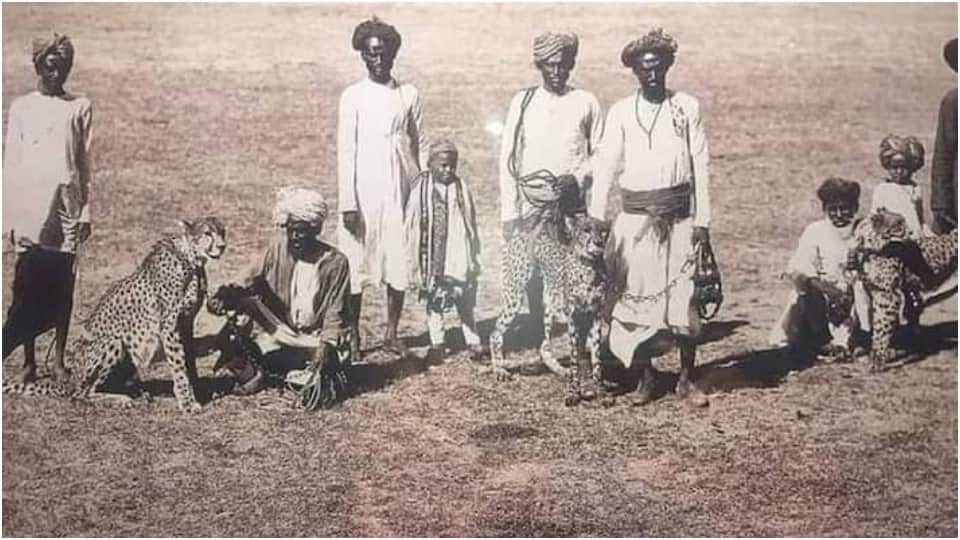 Cheetah History cheetahs Came To Jaipur From England In 1921 Raja Madho Singh