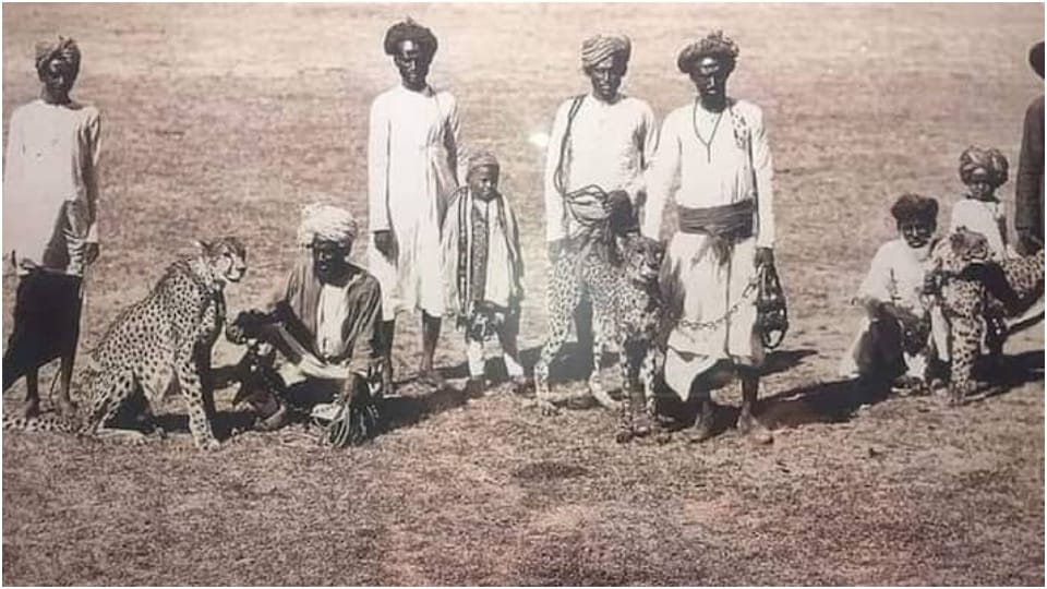 Cheetah History cheetahs Came To Jaipur From England In 1921 Raja Madho Singh