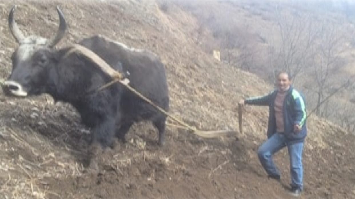Even today in Mindhal Village of Himachal, the plowing of the field is done with a single bull, know the reaso