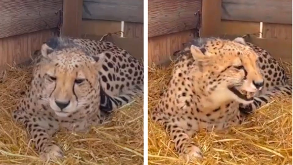 Kuno National Park: 'Hope' of the country, Modi named a four-year-old female cheetah