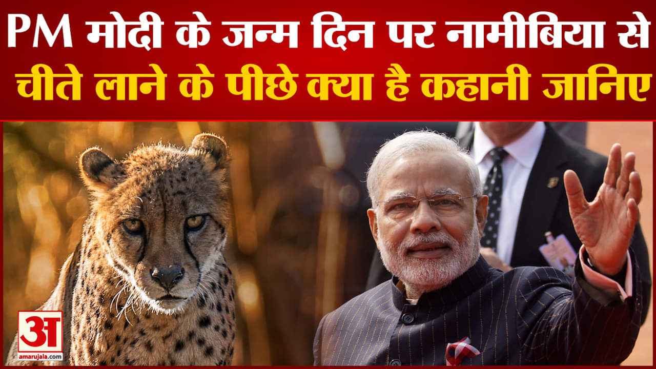 नामीबिया चीता