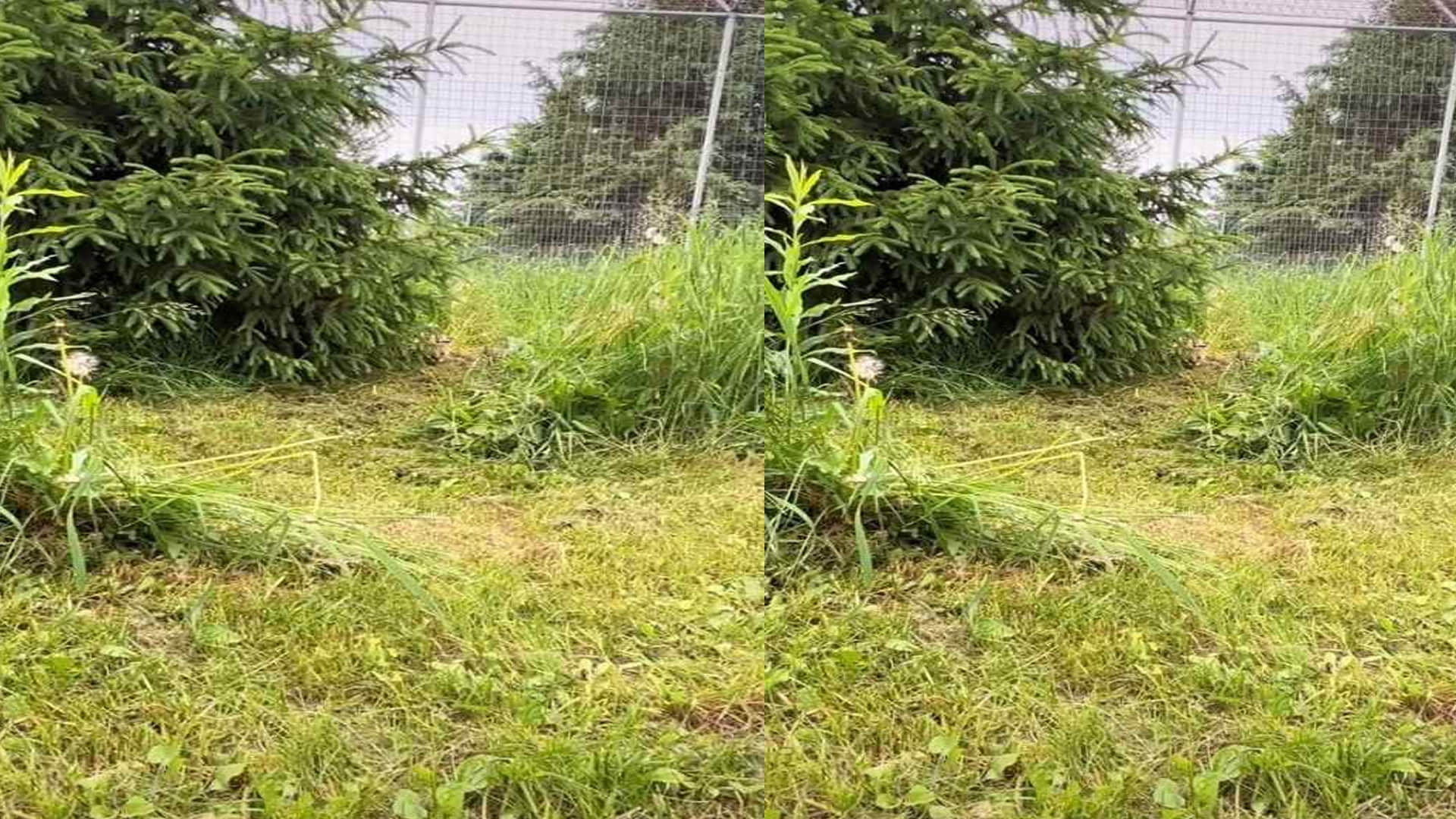 Optical Illusion Viral Images Find Out Hidden Tiger from Photo Check Your Brain IQ