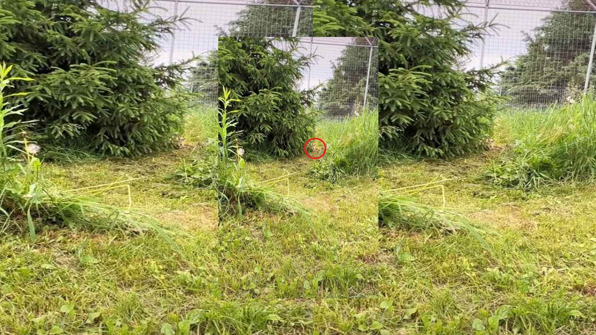 Optical Illusion Viral Images Find Out Hidden Tiger from Photo Check Your Brain IQ
