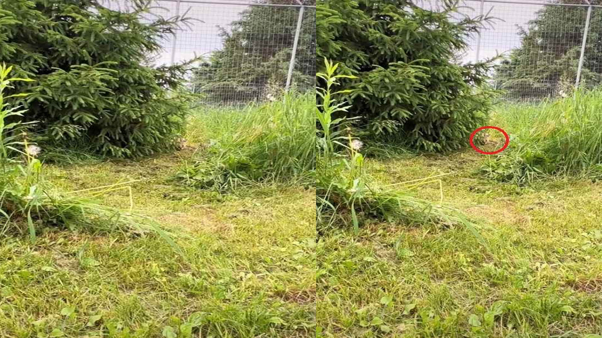 Optical Illusion Viral Images Find Out Hidden Tiger from Photo Check Your Brain IQ