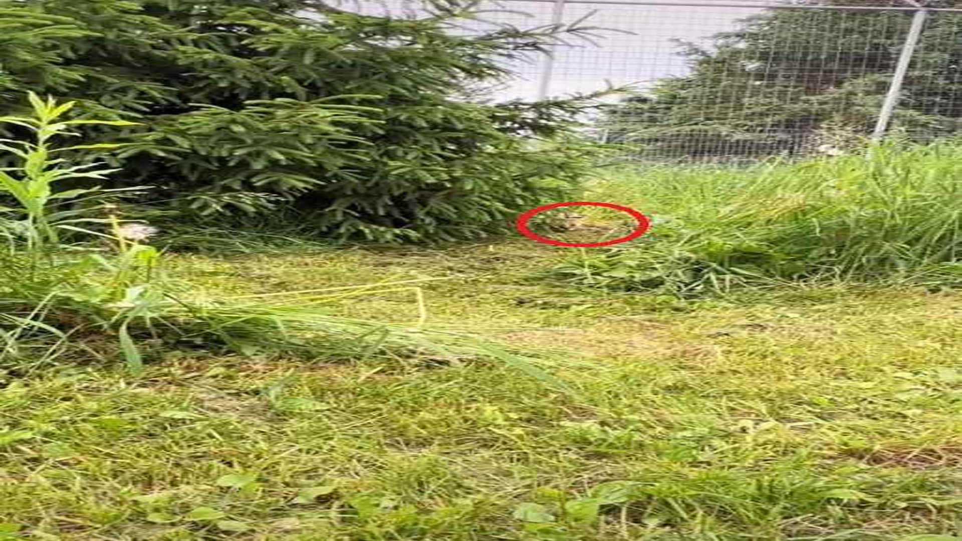 Optical Illusion Viral Images Find Out Hidden Tiger from Photo Check Your Brain IQ
