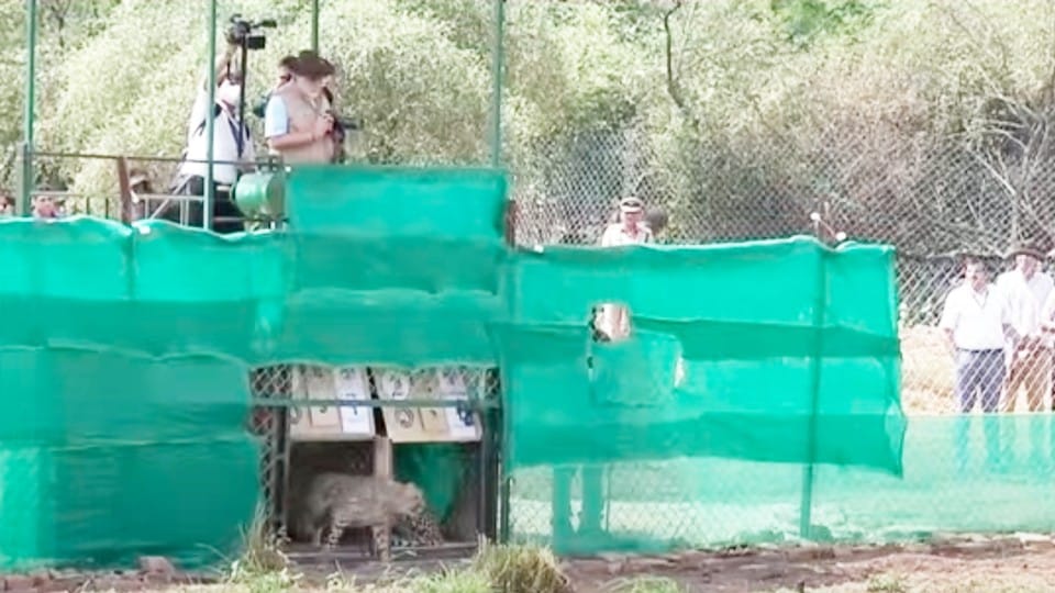 Kuno National Park: One week for cheetahs, know how their days are passing
