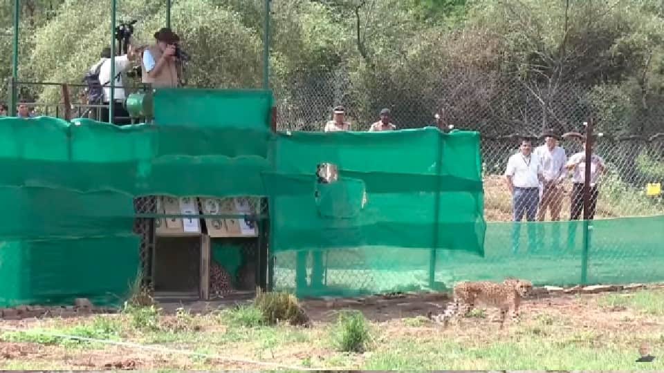 Cheetah in India Chitawalan Mohalla in Jaipur History Of Cheetahs