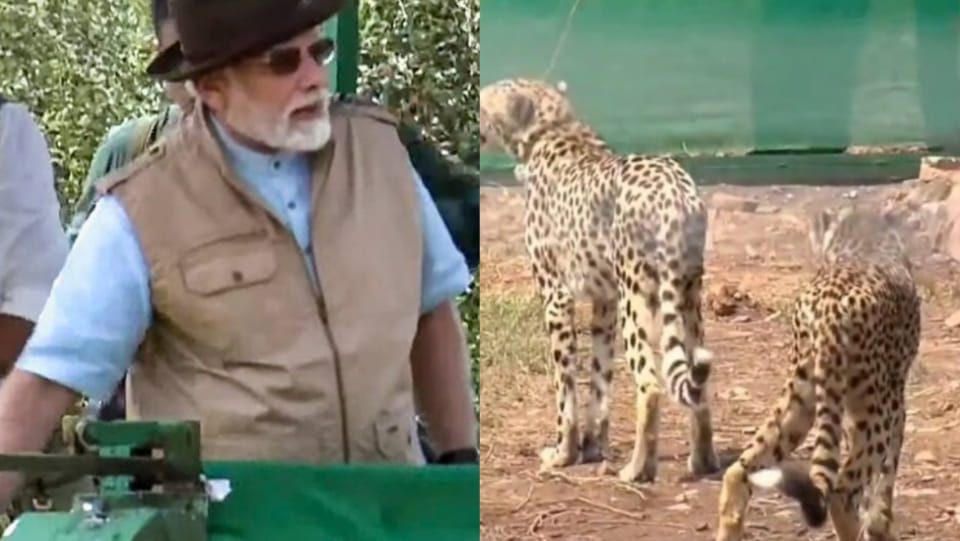 Cheetah release tamasha orchestrated by PM, Congress alleged