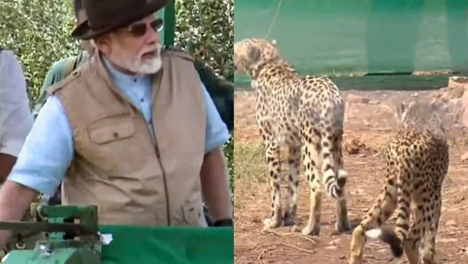 Project Cheetah: Asha cheetah is likely to give birth to cubs