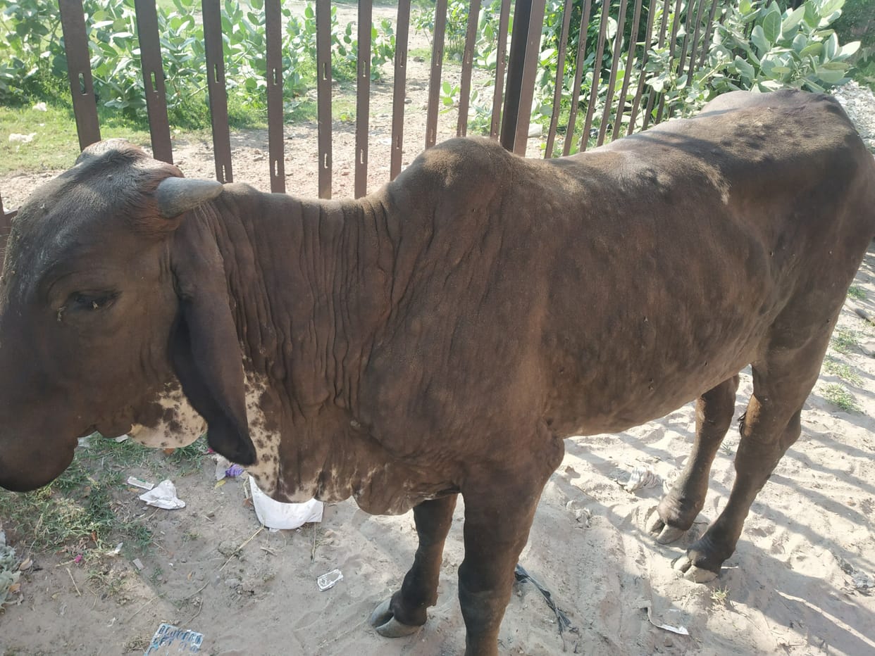 9 animals died due to lumpy in the district