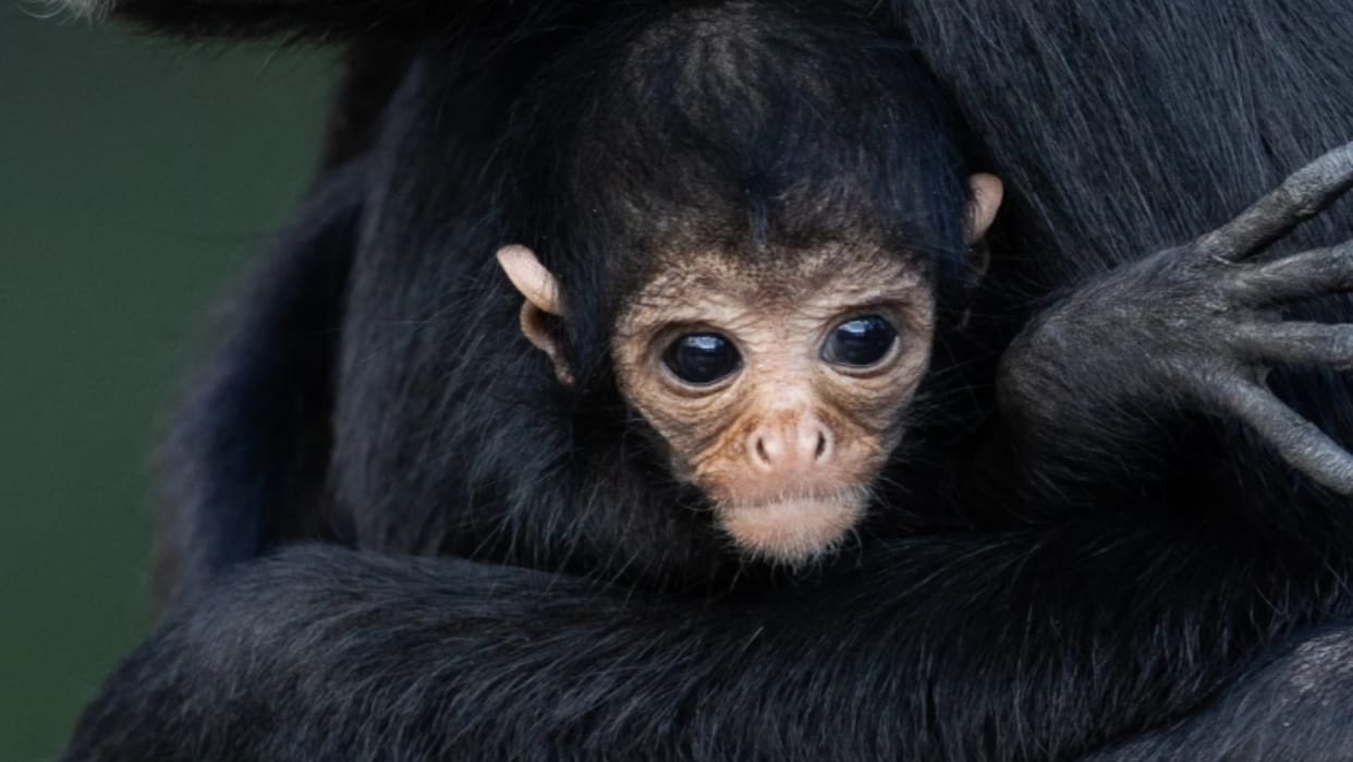 Spider monkey among three exotic species rescued in Mizoram