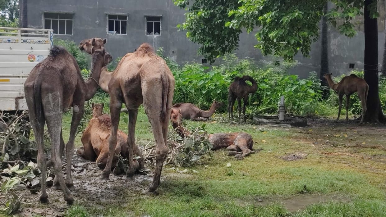 Police got trapped by holding a camel, now where did the fodder and water come from