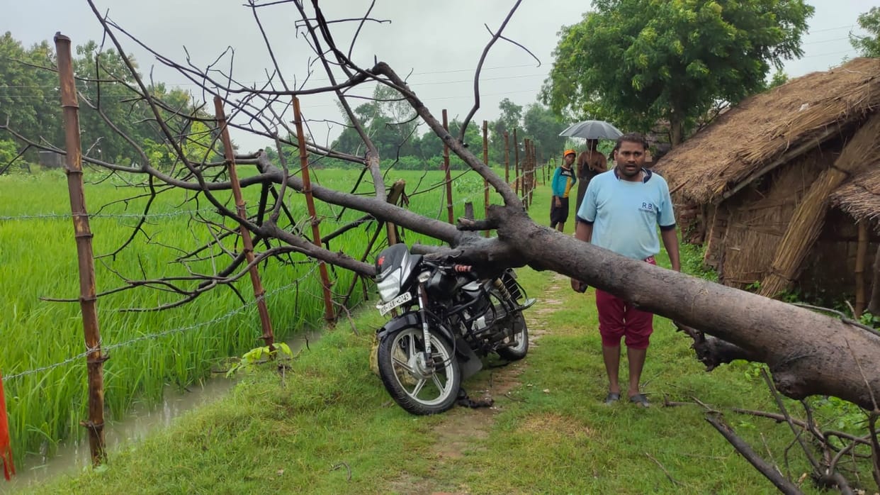 Dry tree fell on mother and son returning after selling vegetables
