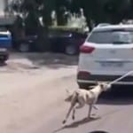इस तरह कुत्ते को घसीटा।