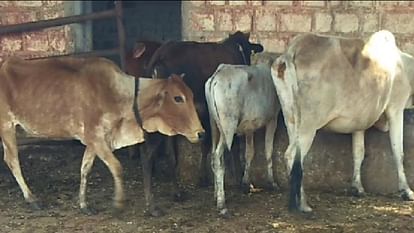 Bhopal News: Alert of lumpy virus, symptoms seen in four thousand cattle of the state, samples sent for invest